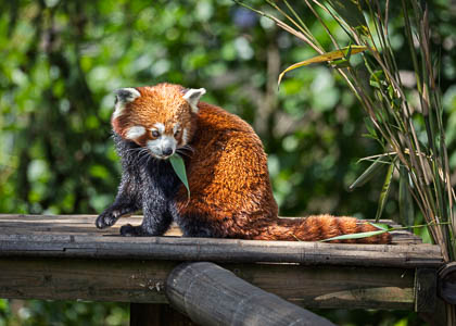 20250708_Peak-Wildlife-Park_017.jpg