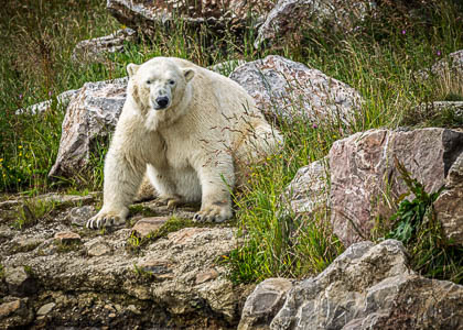 20250708_Peak-Wildlife-Park_026.jpg
