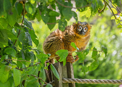 20250708_Peak-Wildlife-Park_028.jpg