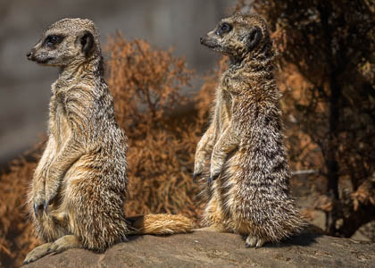 20250708_Peak-Wildlife-Park_032.jpg