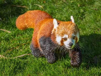 20250925_PeakWildlifePark_011.jpg