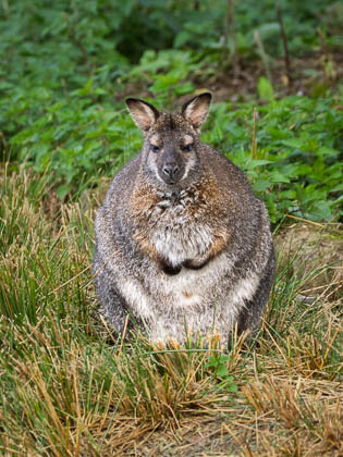 20250925_PeakWildlifePark_046.jpg