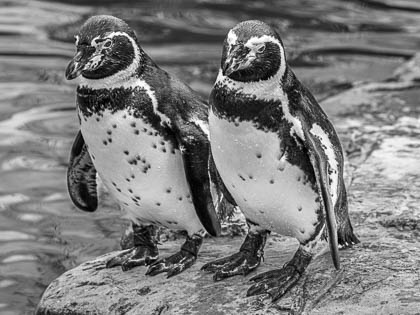 20250925_PeakWildlifePark_060_E.jpg