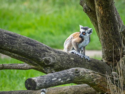 20250925_PeakWildlifePark_096.jpg