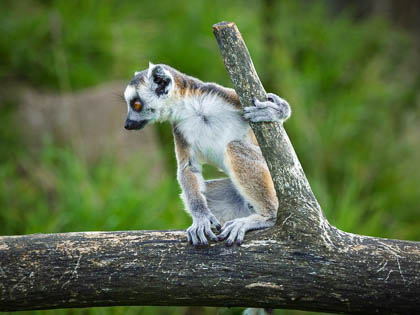 20250925_PeakWildlifePark_098.jpg