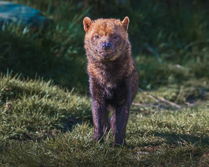 20260304_Peak-Wildlife-Park_004-DxO_DeepPRIME-XD3.jpg