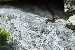 20110709_southstack_061.jpg