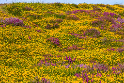 20110817_South-Stack_033.jpg