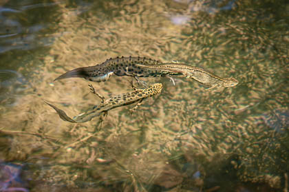 20120513_RSPB-Conwy_037-Enhanced-NR_E_E.jpg