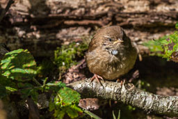 20140828_Ynys-hir_019-E-E.jpg