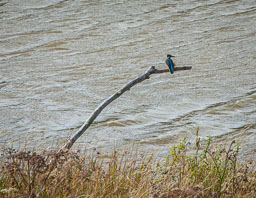 20140828_Ynys-hir_Kingfisher.jpg