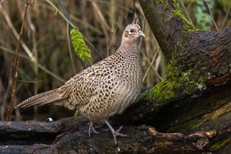 20141230_leighton-moss_011.jpg