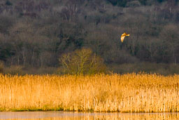 20141230_leighton-moss_026.jpg