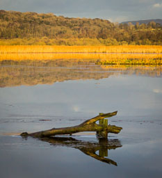 20141230_leighton-moss_036-E-E.jpg