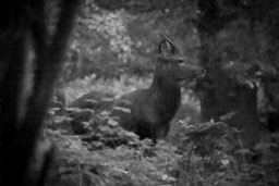 20151027_Minsmere_024.jpg