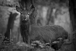 20151027_Minsmere_037-E.jpg