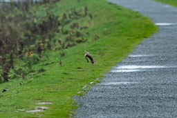 20151028_Minsmere_084-E-E.jpg