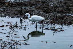 20151028_Minsmere_165-E.jpg