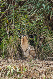 20151028_Minsmere_236-E.jpg