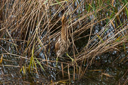 20151028_Minsmere_269.jpg