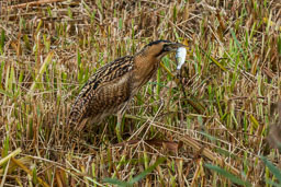 20151028_Minsmere_295-E.jpg