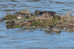 20160928_Minsmere_013-E.jpg