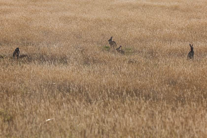 20160929_dunwich-heath_043.jpg