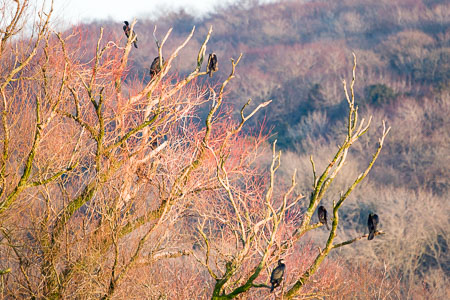 20170120_leighton-moss_060.jpg