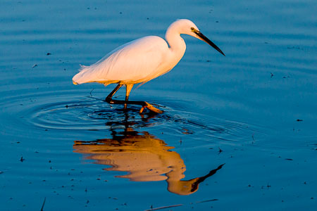 20170120_leighton-moss_075.jpg