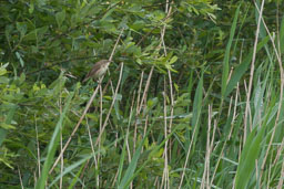 20170621_Leighton-Moss_073-E-E.jpg