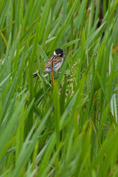 RSPB
 Hero