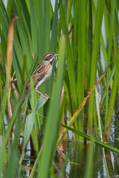 20170621_Leighton-Moss_150-E-E.jpg