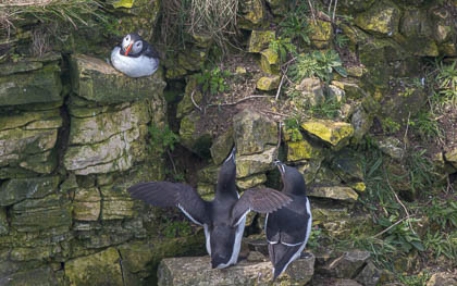 20240326_Bempton_009-Enhanced-NR.jpg