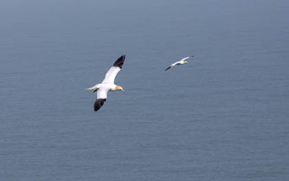 20240326_Bempton_040_E.jpg