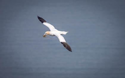 RSPB
 Hero