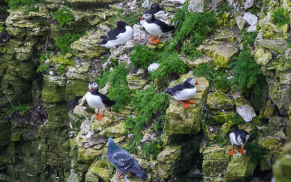 20240326_Bempton_047-Enhanced-NR_E.jpg