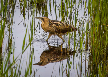 20240515_Minsmere_017.jpg