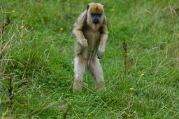 20180818_S-Lakeland-Zoo_016.jpg