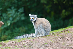 20180818_S-Lakeland-Zoo_077.jpg