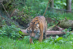 20180818_S-Lakeland-Zoo_119.jpg