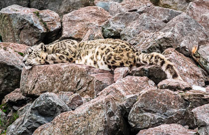 20180818_S-Lakeland-Zoo_126-Enhanced-NR-2_E.jpg