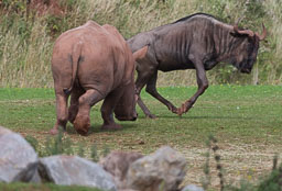 South Lakeland Zoo
 Hero