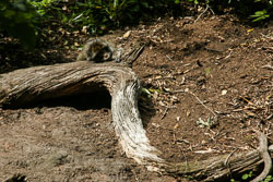Trentham Monkey Park
 Hero