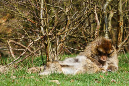 20110403_Trentham_003-E.jpg