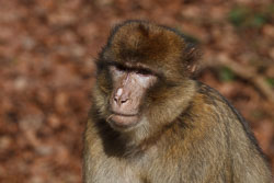 20110403_Trentham_028.jpg