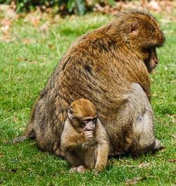 Trentham Monkey Park