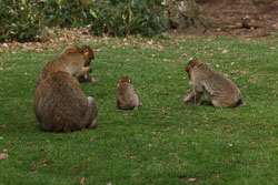 20110403_Trentham_036.jpg