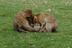 20110403_Trentham_049.jpg