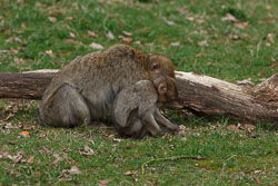 20110403_Trentham_053.jpg