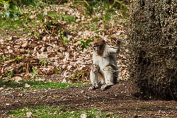 Trentham Monkey Park
 Hero